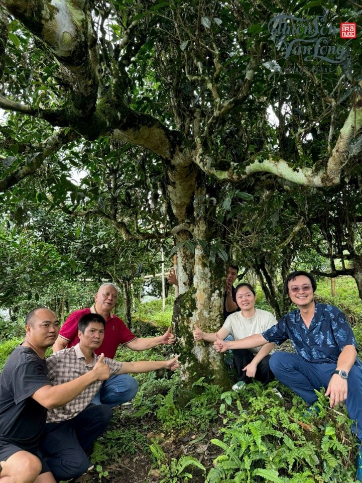Chuyên gia Phạm Xuân Phương đưa các chuyên gia trên thế giới về nghiên cứu và phát triển giá trị cây chè shan tuyết cổ thụ Việt Nam.